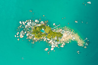 High angle view of jellyfish in sea