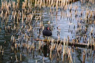 Solo moorhen in the marshes of victoria park