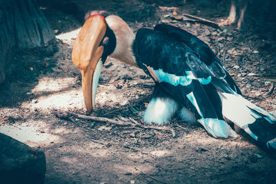 Close-up of a bird on land