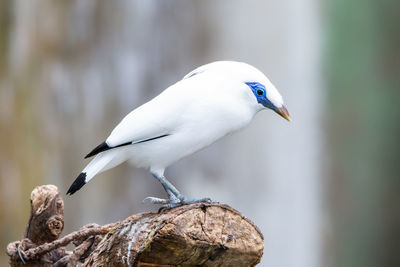 Close-up of seagull perching on rock