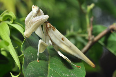 Close-up of white praying mantis