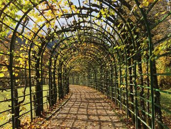 Footpath leading towards trees