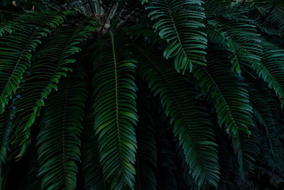 Close-up of palm tree