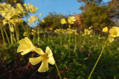 Close-up of yellow flowering plant on field
