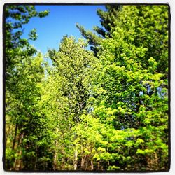 Low angle view of trees