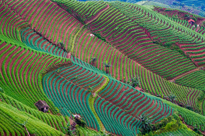 High angle view of agricultural field