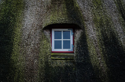 Close-up of ivy on building