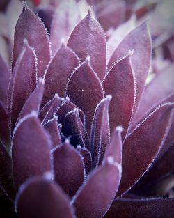 Close-up of plant