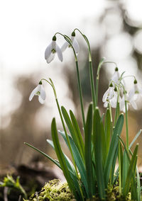 Close-up of flower against blurred background