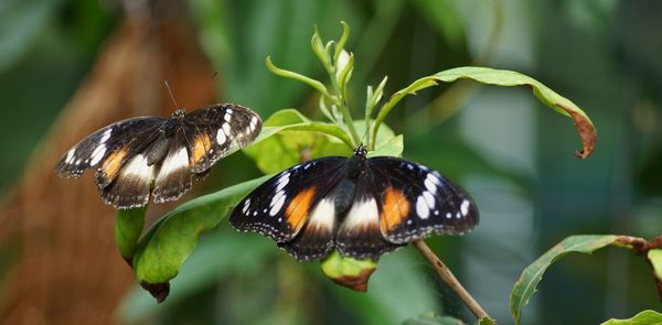 Close-up of butterfly pollinating flower