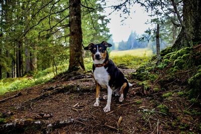 Portrait of dog standing on land