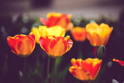 Close-up of pink tulips blooming outdoors