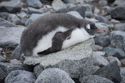 Side view of a bird on rock