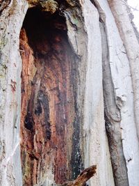 Low angle view of tree trunk