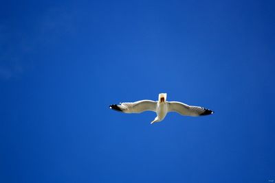 Low angle view of seagull against clear blue sky