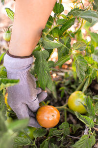 Close-up of hand holding fruit