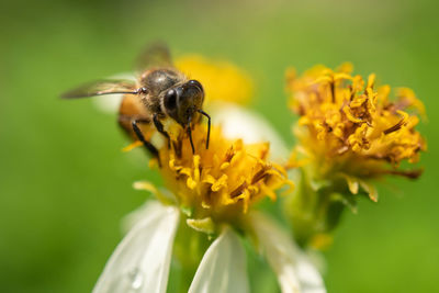 Close-up of bee pollinating on yellow flower