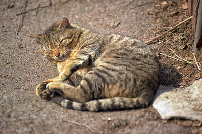 High angle view of a cat resting on land