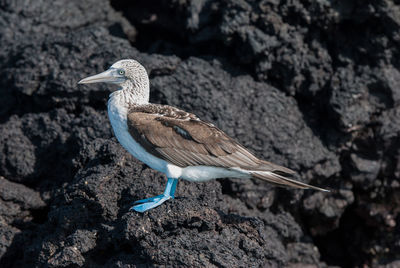 Close-up of blue-footed booby on rock