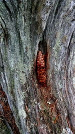 Close-up of tree trunk