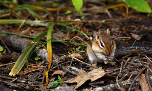 Close-up of squirrel