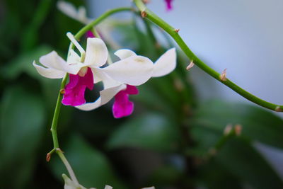 Close-up of pink flowers blooming outdoors