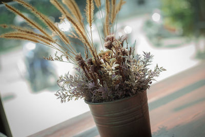 Close-up of potted plant