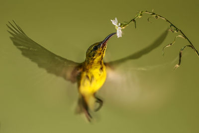 Close-up of insect on yellow flower