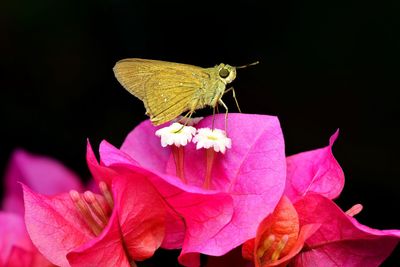 Close-up of insect on pink flower