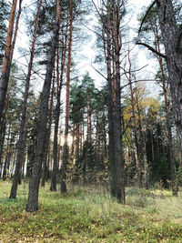 Trees in forest