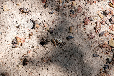 High angle view of starfish on sand