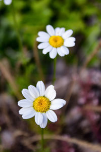 Close-up of white daisy flower