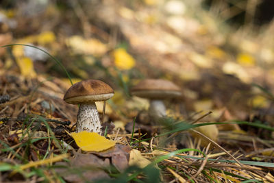 Close-up of mushroom in grass