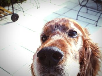 Close-up of dog
