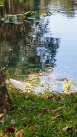 Close-up of swan floating on water