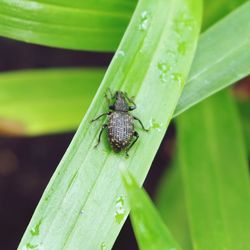 High angle view of insect on wet leaf