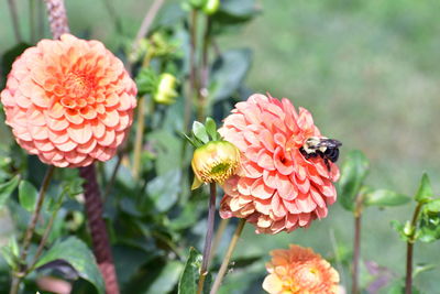 Close-up of honey bee on pink flowering plant