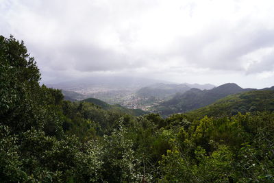 Scenic view of forest against sky