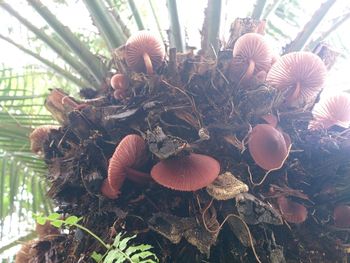 Close-up of plants