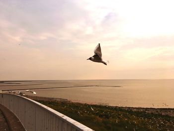 Seagull flying over sea against sky