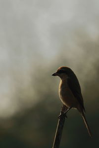 Brown shrike also known as butcher bird, perching on a branch in the darkness