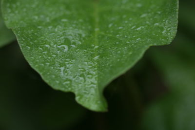 Close-up of wet leaves