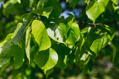 Close-up of green leaves on plant