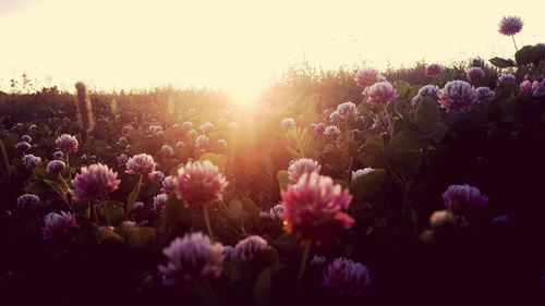 Purple flowering plants on field against sky during sunset