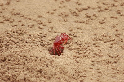 Close-up of red crab on sand