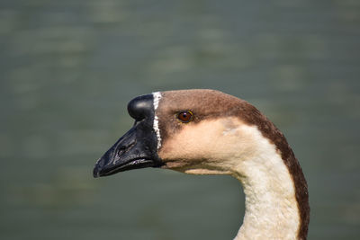 Close-up of swan