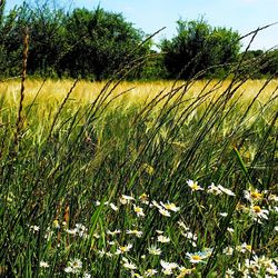 Scenic view of grassy field against sky