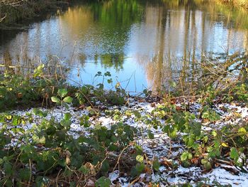 Close-up of plants growing in lake