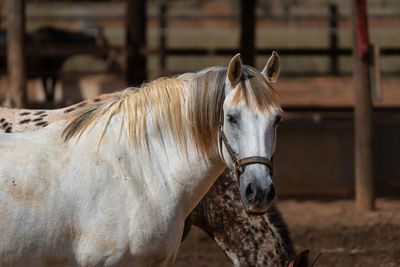 Close-up of horse