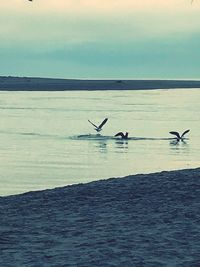 Seagulls flying over sea against sky